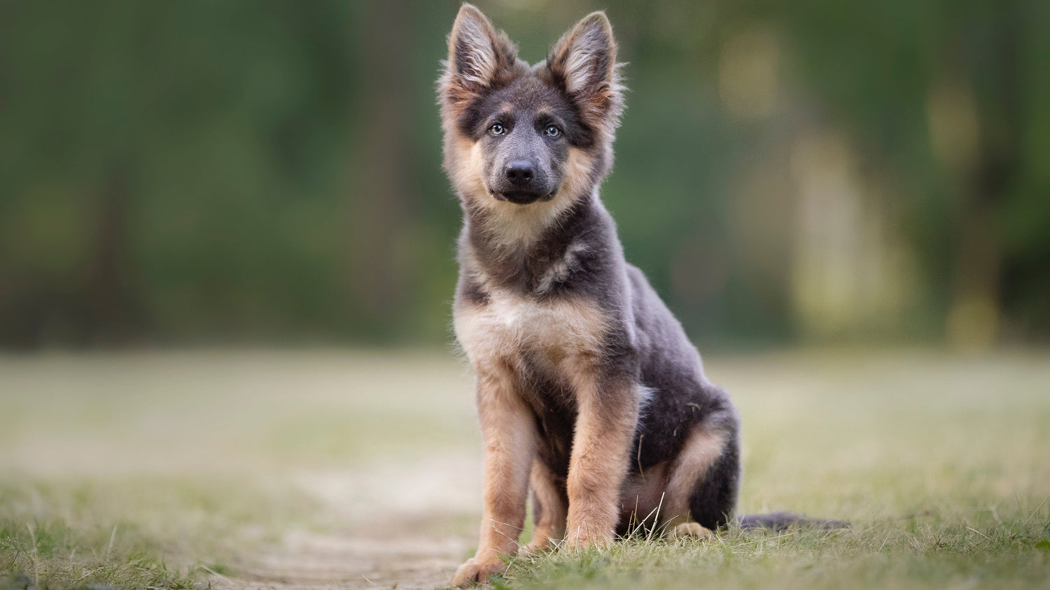 EcoPaw Logo – nachhaltiger Onlineshop für Hundeprodukte